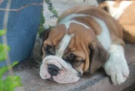 10 Best Boxer Breeders In Pennsylvania 2022 We Love Doodles