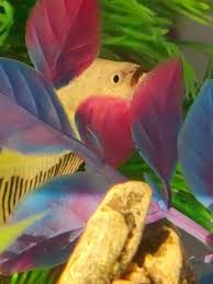 Betta Fish Waiting To Do A Sneak Attack Betta Fish Betta Fish