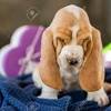 Review how much basset hound puppies for sale sell for below. Https Encrypted Tbn0 Gstatic Com Images Q Tbn And9gcswno9vjgn7kiueaw13iyhsujsyjnsoo2pocuiybs8pgtn6jkxf Usqp Cau
