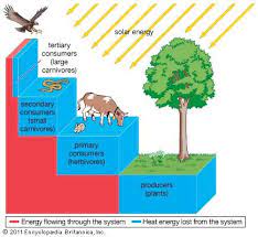 Ecosystem Energy Transfer Through An Ecosystem Ecological Pyramid Life Science Classroom Ecosystems