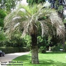 Top 17 Small Or Dwarf Palm Trees With Identification Guide Pictures Small Palm Trees Short Palm Trees Tree Seeds