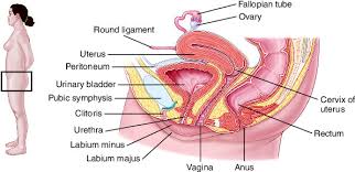 Bartholinske kjertler copy.jpg 792 × 686; Vagina Taber S Medical Dictionary