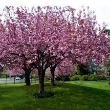 Prunus Kanzan Pink Cherry Blossom Tree Clarenbridge Garden Centre Ornamental Trees Prunus Serrulata Ornamental Cherry
