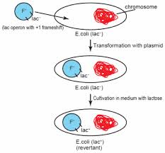 The simulation then allows you to edit the dna which will then create a new protein. A Creationist Perspective Of Beneficial Mutations In Bacteria Answers In Genesis