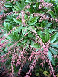 It is native to eastern china, taiwan, and japan where it grows in mountain thickets. Japanese Andromeda Sports Showy Flower Buds In Winter Silive Com