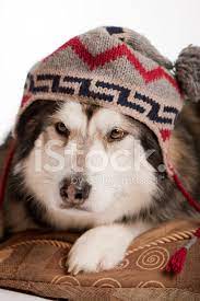Check spelling or type a new query. Husky Wearing A Hat Stock Photos Freeimages Com