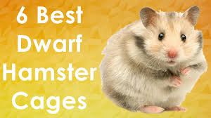 How big of a cage do you need for two dwarf hamsters? Dwarf Hamster Cages Top 6 Picks Youtube