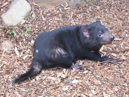 Nothing to show here at this time. Tasmanischer Teufel Tiere Saugetiere Goruma