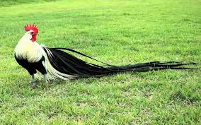 They are relaxed, resplendent and responsive and make any coop a more loving and fun place to be. 25 Chicken Breeds With Traits Characteristics And Egg Production