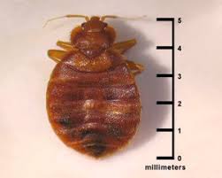 Image result for bedbugs on mattress