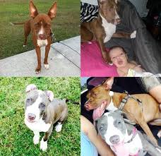 Fundraiser by Macie Steiner : Puppy kys recovery!