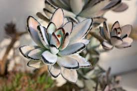 Pin On Plant Stuff
