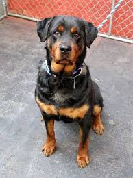 Rottweiler Puppy Black And Brown Dogs Safe Manhattan Center Maxie A1000746 Female Black Brown Rottweiler Mix 5 Yrs Owner Sur Evaluate Rottweiler Mix Rottweiler Black And Brown