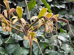 Image result for Pyrenacantha grandiflora