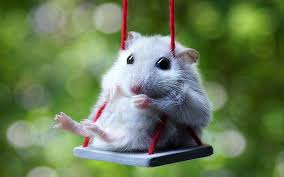 He S Adorable Https Ift Tt 2tns9lv Cute Animals Funny Animals Funny Hamsters