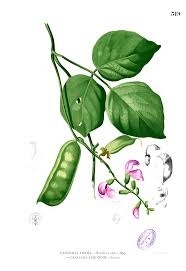 Image result for Canavalia cathartica