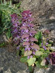 Image result for Haumaniastrum glabrifolium