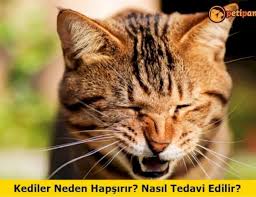 Kopekler Dondurma Yiyebilir Mi Yerse Ne Olur Petipanya