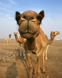 How often you drink water? Pin Auf Nature Animals