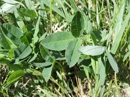 Image result for Trifolium wentzelianum