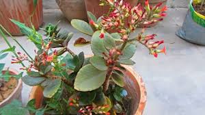 How To Care Kalanchoe Plant In Summer Urdu Hindi Youtube