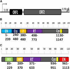 And are some of them even bought? Involvement Of Conserved Amino Acids In The C Terminal Region Of Line 1 Orf2p In Retrotransposition Genetics