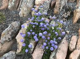 Image result for Globimetula