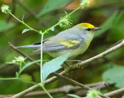 Free pictures free photos free images after christmas christmas tree public domain high quality images find image wildlife. Three Species Hybrid Warbler Discovered Cornell Chronicle