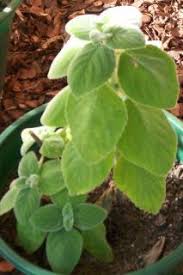 Image result for Plectranthus mandalensis
