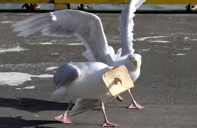 We did not find results for: Ø¨Ø§Ù„ØµÙˆØ± Ù…ÙˆÙ‚Ù Ø·Ø±ÙŠÙ ÙŠØ¶Ø¹ Ø·Ø§Ø¦Ø± Ù†ÙˆØ±Ø³ ÙÙŠ ÙˆØ±Ø·Ø©