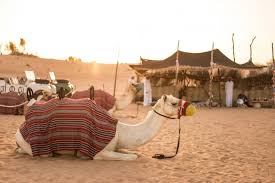 They may sell you the rinds at a reduced rate. Platinum Heritage Dubai Tickikids Dubai