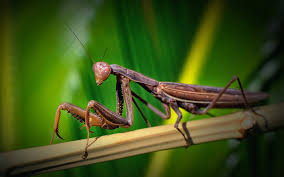 The praying mantis is a fascinating creature, forced to live alone. Praying Mantis Hd Wallpaper Background Image 2880x1800