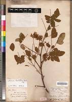 Image result for Cathormion