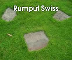 Jenis rumput hias yang bisa dipilih juga cukup banyak dan cocok untuk digunakan untuk perumahan yang berada di negara kita. Inilah Jenis Jenis Rumput Untuk Taman Minimalis Dan Teknik Perawatannya Inspirasi Desain Rumah