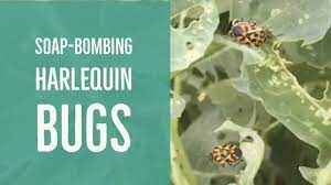 Taking Out An Entire Harlequin Bug Population With Soap Bombing - Youtube