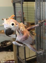 Baby bird with no hair. Who S A Pretty Er Oscar The Bald Cockatoo Shows That Birds Of No Feather Can Still Be Quite Tweet Daily Mail Online
