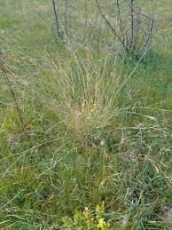 Image result for Bothriochloa radicans