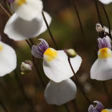 Image result for Utricularia welwitschii
