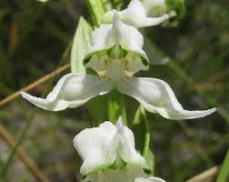 Image result for Disperis sp. nov. aff. bifida