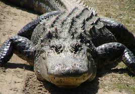 American Alligator