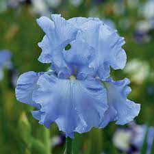 Open Ocean German Iris Flowers And Bulbs Veseys Iris Flowers Blue Iris Flowers Iris Flowers Garden