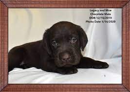The labrador retriever originated on the island of newfoundland. Lab Puppies For Sale Chicago Lab Puppy Chicago