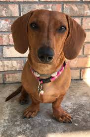 Dachshund Portrait 3 Bestie Short Haired Red Miniature Dachshund Dog Photoshoot Sausagedog Doxie Dachshundl Dog Photoshoot Weenie Dogs Dachshund Mom