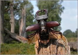 Cervus is situated in the genus lucanus within the family lucanidae. Der Hirschkafer Lucanus Cervus Foto Bild Tiere Wildlife Insekten Bilder Auf Fotocommunity