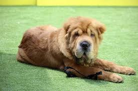 I want i want i want!! 20 Shar Pei Mixed Breeds With Pictures Doggie Designer