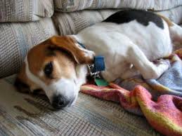 Replace his usual food plan with something easily digestive. How To Recognize Colitis In Dogs