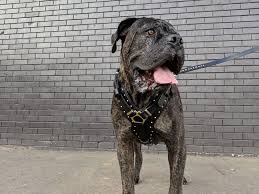 Attila Leather Dog Harness Dog Harness Dogs Big Dogs