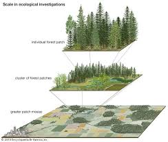 A Forest Patch Nested Within A Landscape Mosaic Is Is Important To Have Ecosystem Diversit Landscape Plane Landscape Architecture Architecture Concept Diagram