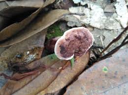 Image result for Isoglossa darbyshirei