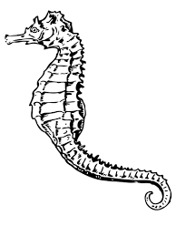 We did not find results for: Caballito De Mar Yatatu